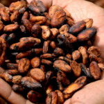 Jak inwestować w kakao onlineJak inwestować w kakao online