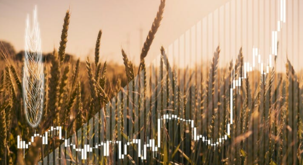 Comment investir dans le blé en ligne