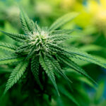 investire nella cannabis